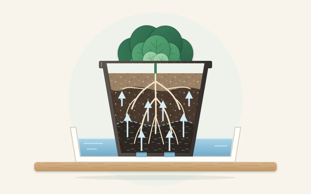 Cutaway of a pot standing in a shallow tray of water with arrows showing moisture rising through the potting mix toward the roots
