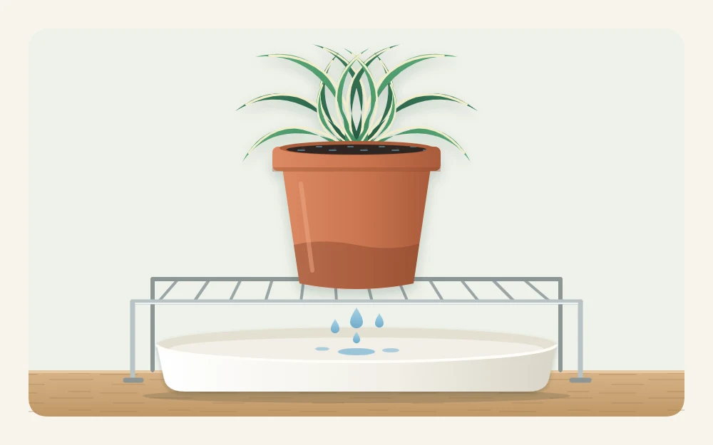A potted plant lifted out and resting on a wire rack over an empty tray while the last drops drain from the pot