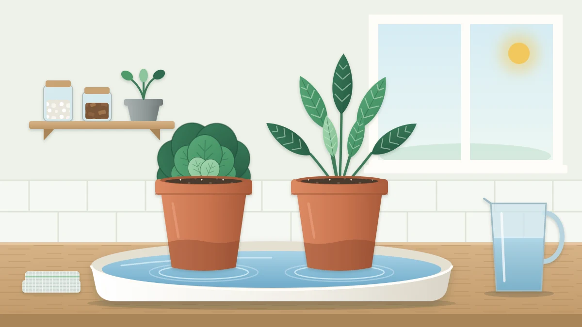 Two small houseplants in terracotta pots standing in a shallow white tray holding a little water
