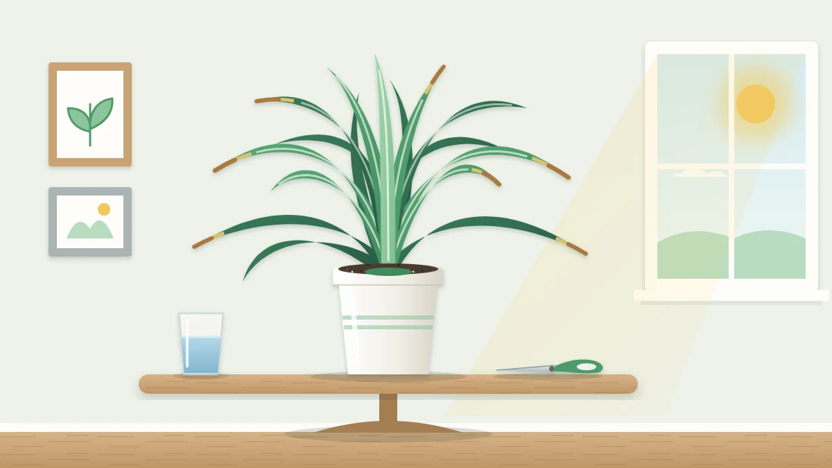 A houseplant with long arching strap-shaped green leaves, several ending in small dry brown tips, in a white pot