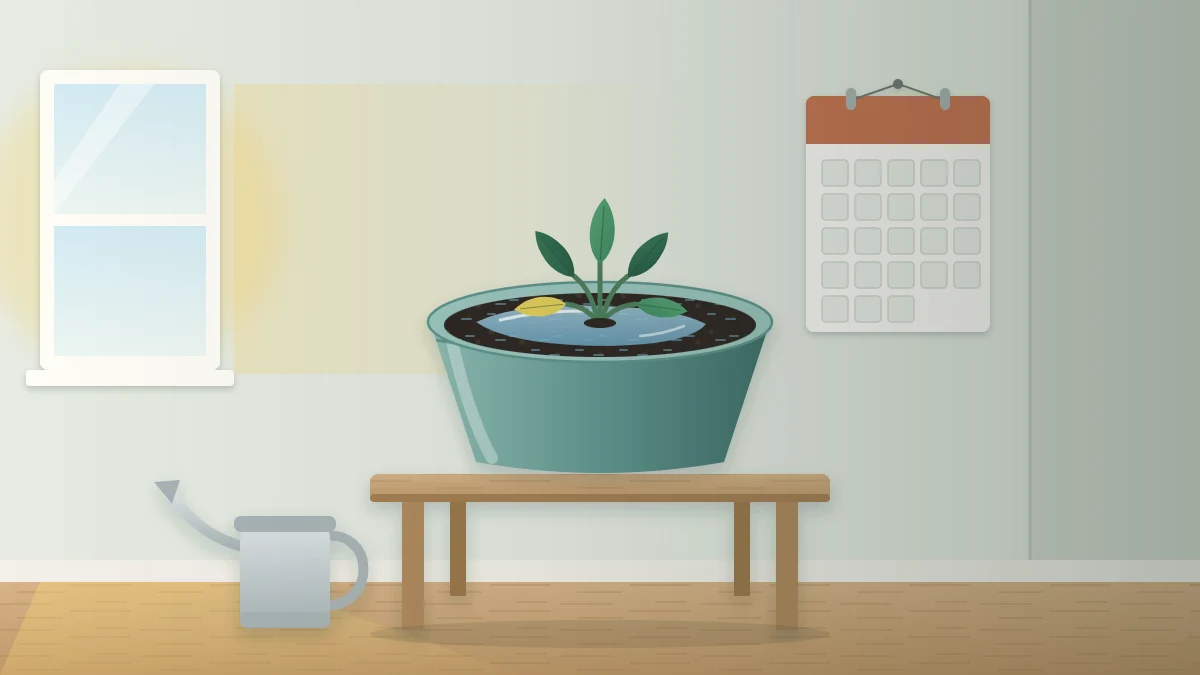 A small plant in an oversized glazed pot with water pooled on the soil, in a dim corner far from a window, next to a blank wall calendar
