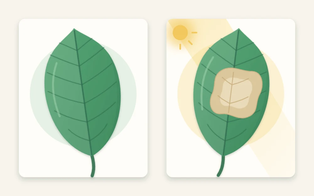 Two leaves side by side: one evenly green and healthy, the other with a pale tan dry patch in the middle