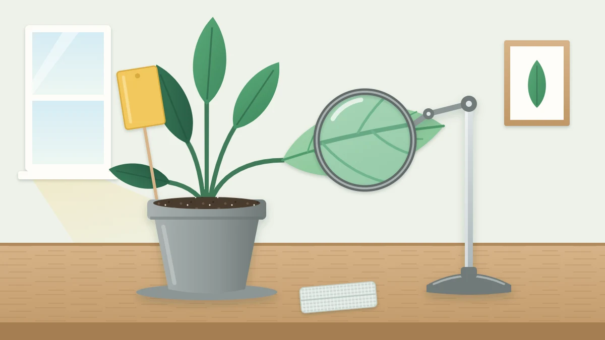 A magnifying glass on a stand over the underside of a large green leaf, with a yellow sticky card standing in the pot's soil