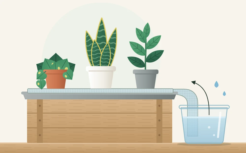 Three small potted plants standing on a damp capillary mat on a tray, with one end of the mat hanging into a container of water
