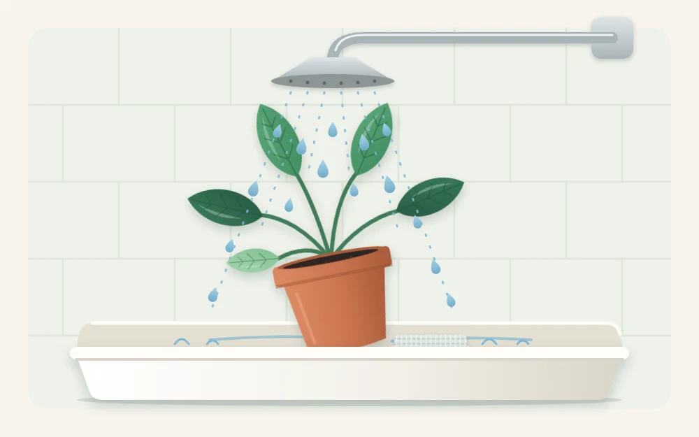 A broad-leaved potted plant standing in a shower tray under a gentle spray of water drops, with the pot tilted slightly