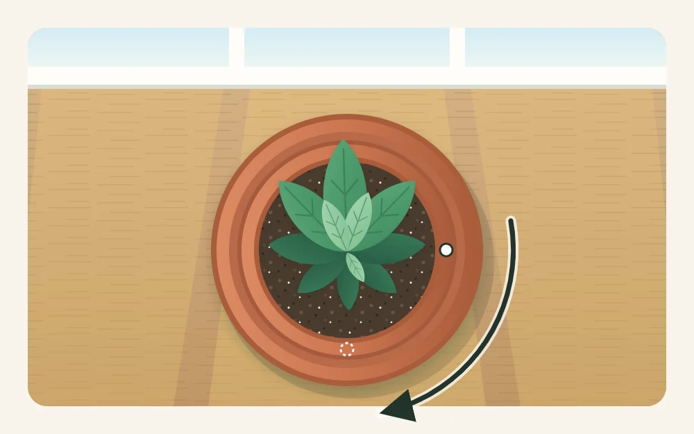 Top view of a round pot on a saucer near a window edge, with a curved arrow around it showing a quarter turn