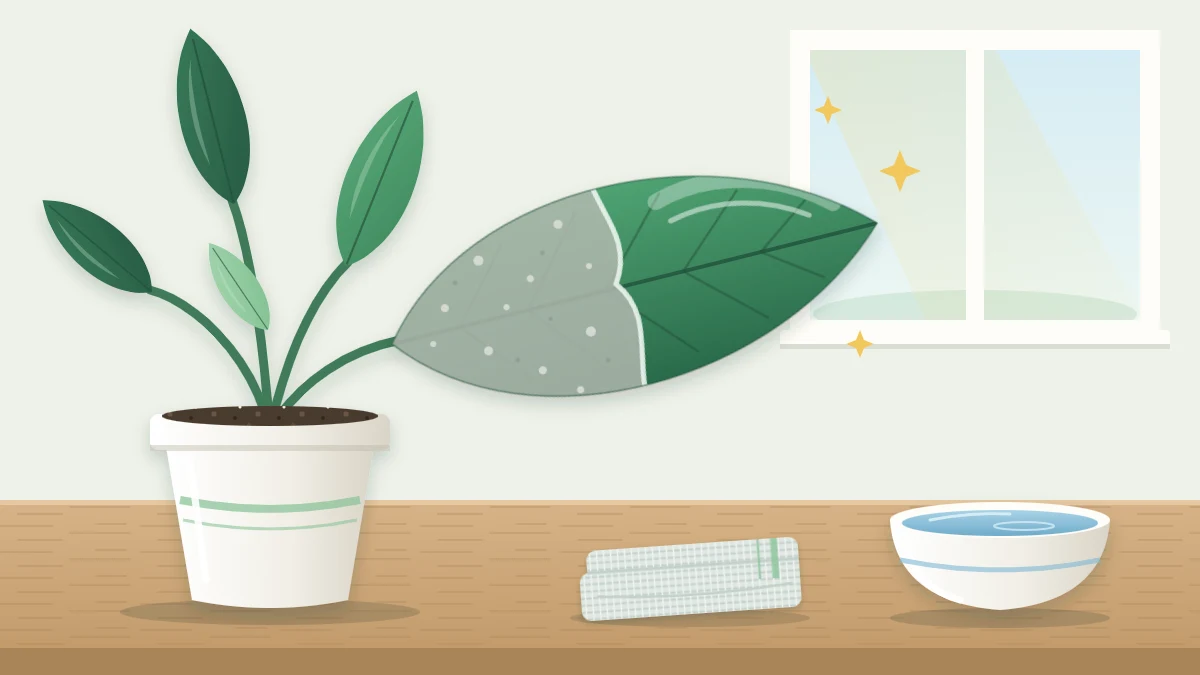 A large glossy leaf of a potted plant, half dusty gray and half wiped shiny green, with a folded cloth and a bowl of water