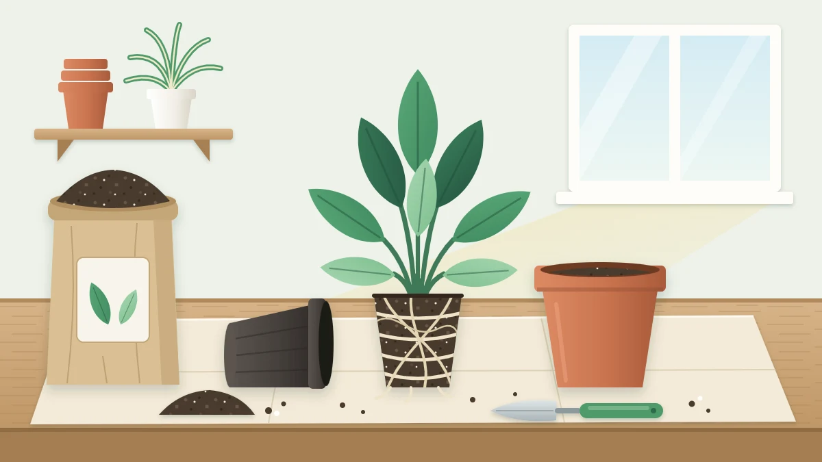 A leafy plant with its root ball exposed between a small old pot and a slightly larger terracotta pot, with a trowel and potting mix