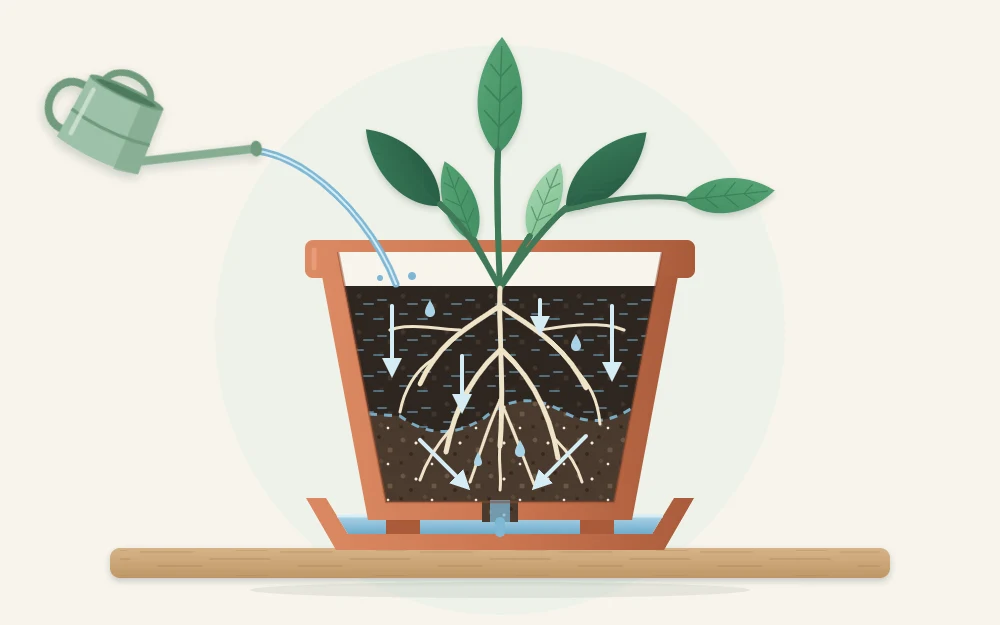Cutaway side view of a pot with water moving down through the potting mix around the roots and draining into a saucer