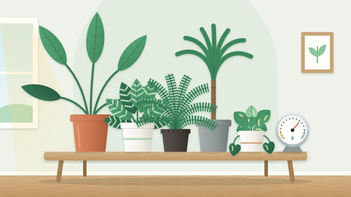 Five leafy tropical houseplants of different heights grouped on a low table with a small round hygrometer dial beside them