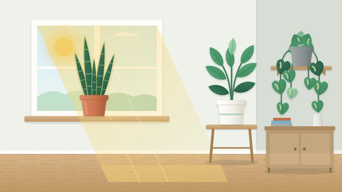 A room corner with a large window and sunbeams on the floor, with three plants at different distances from the beam