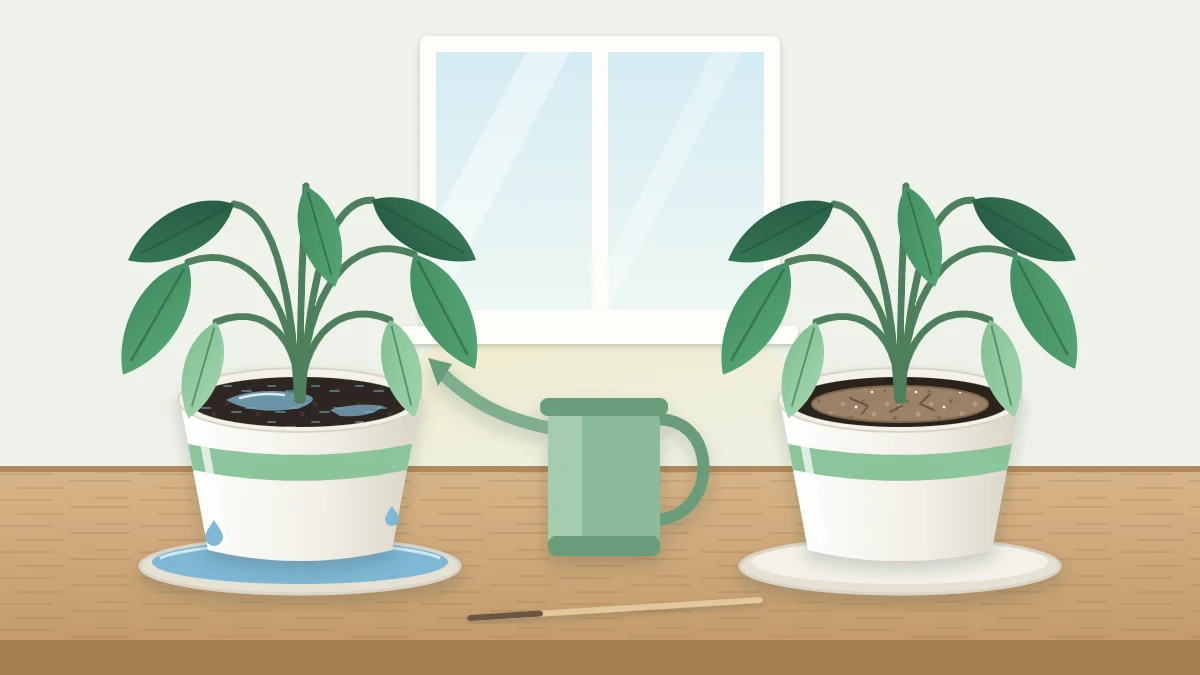 Two matching drooping plants side by side, one in dark wet soil with water in the saucer, one in pale dry soil shrunk from the pot edge