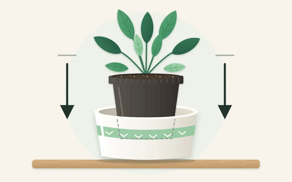 A leafy plant in a plain plastic nursery pot being lowered into a slightly larger decorative ceramic outer pot