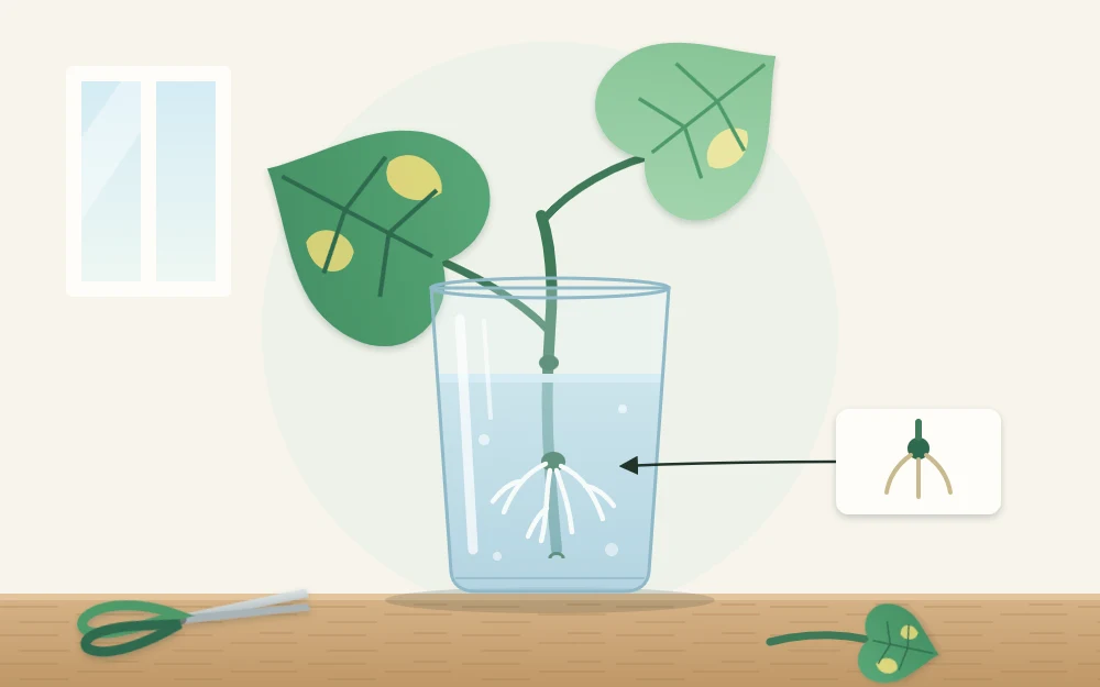 A pothos stem cutting with two heart-shaped leaves in a clear glass of water, short white roots growing from the node