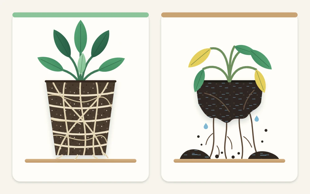 Two root balls side by side, one with plentiful pale firm roots holding the soil, one with sparse dark limp roots and loose wet soil