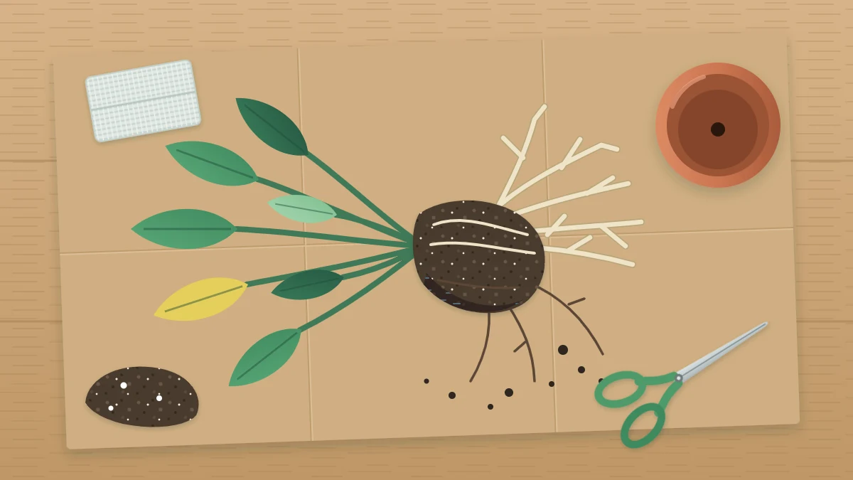 A plant laid on brown paper with its root ball exposed, part of the roots pale and firm and part dark and thin, with scissors nearby