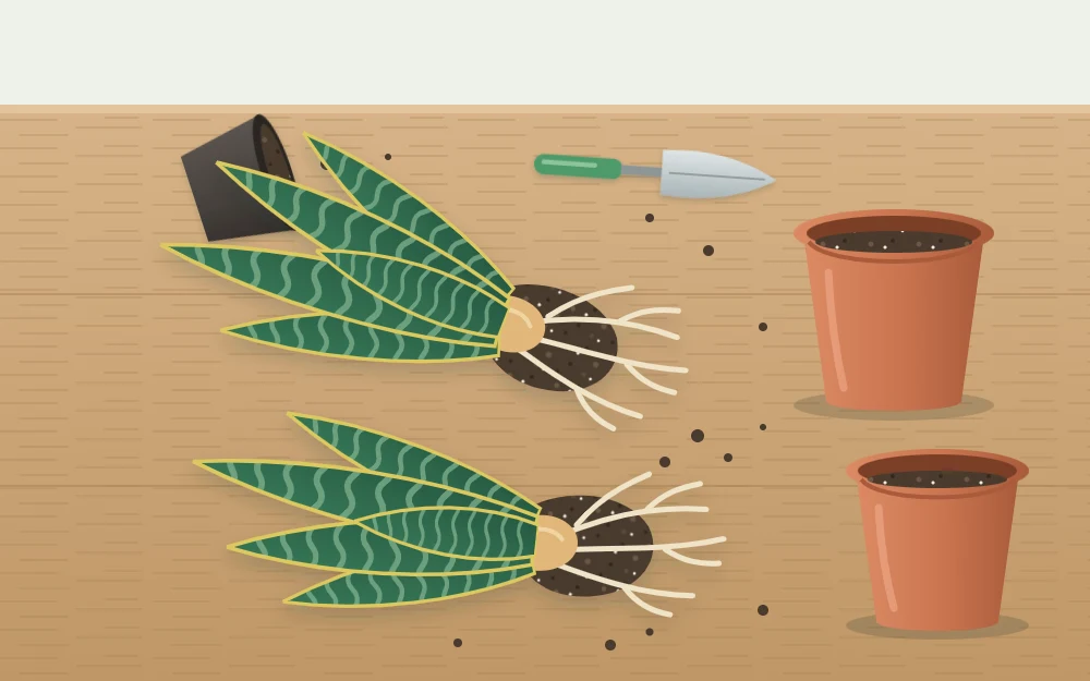 A crowded snake plant out of its pot, separated into two clumps with leaves and thick roots, beside two pots