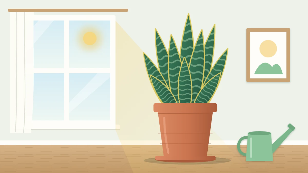 A tall snake plant with upright banded sword-shaped leaves edged in yellow, in a heavy terracotta pot beside a window