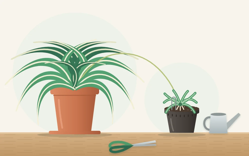A spider plant plantlet still attached by a long stem, resting on the soil of a small pot beside the main pot