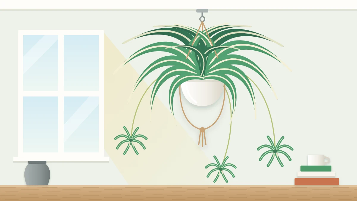 A spider plant with arching green and white striped leaves in a hanging pot, with three stems of dangling plantlets