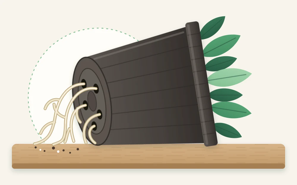 The underside of a plastic pot seen at an angle with several pale roots growing out through the drainage holes