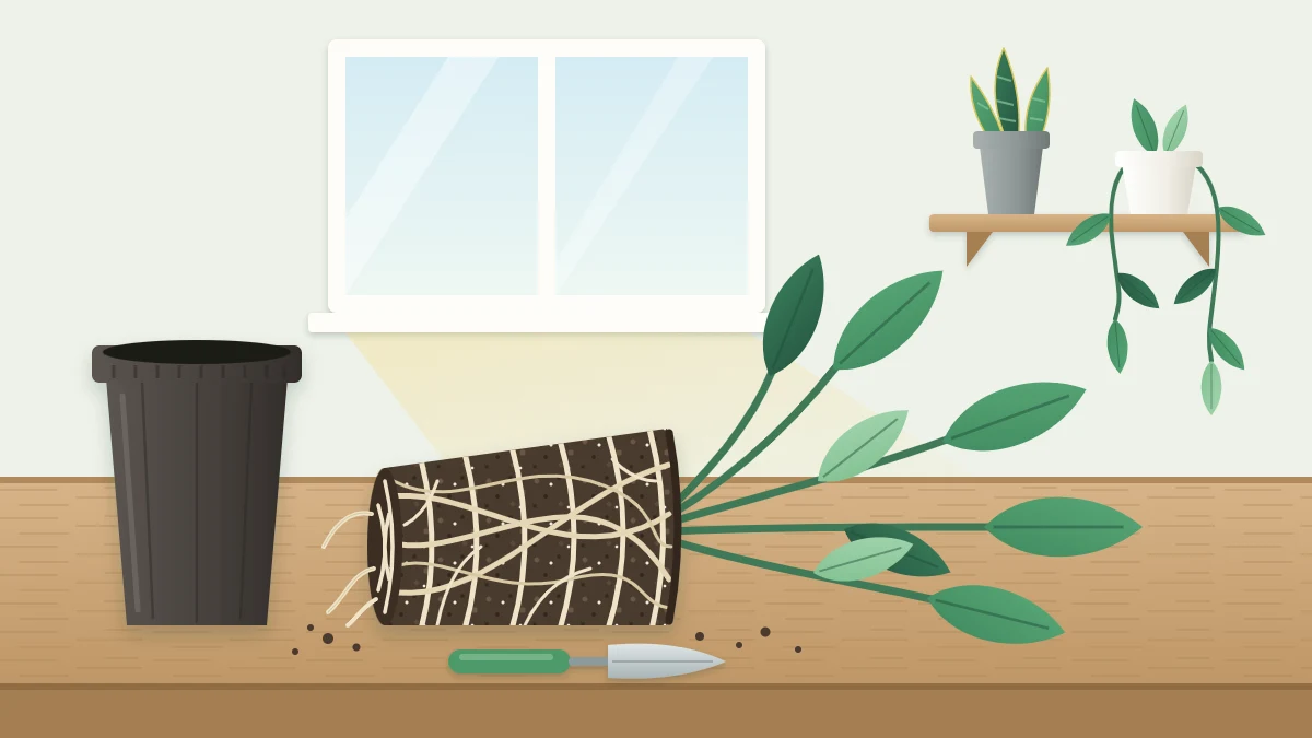 A plant lifted out of its pot and lying on a bench, showing a dense root ball with pale roots circling in the shape of the pot