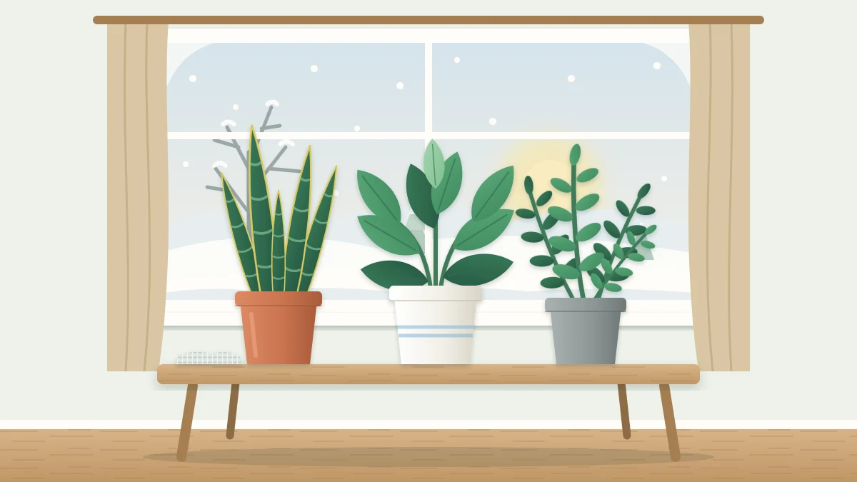 A window with snow on the outside sill and a low pale sun, with three houseplants on a table pulled close to the glass