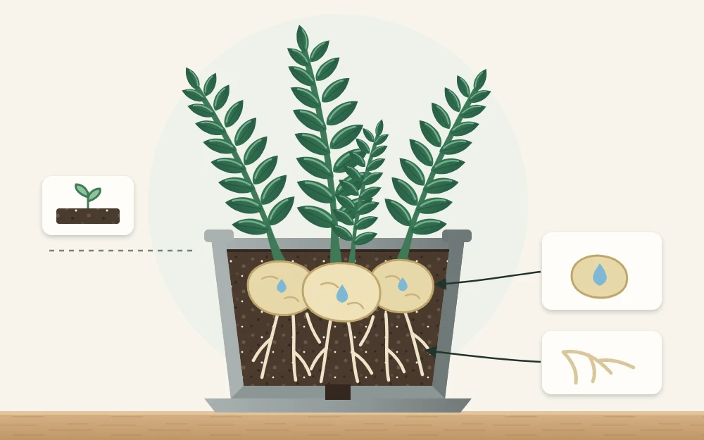 Cutaway of a ZZ plant in its pot, with stems rising from rounded pale rhizomes just below the soil and roots beneath