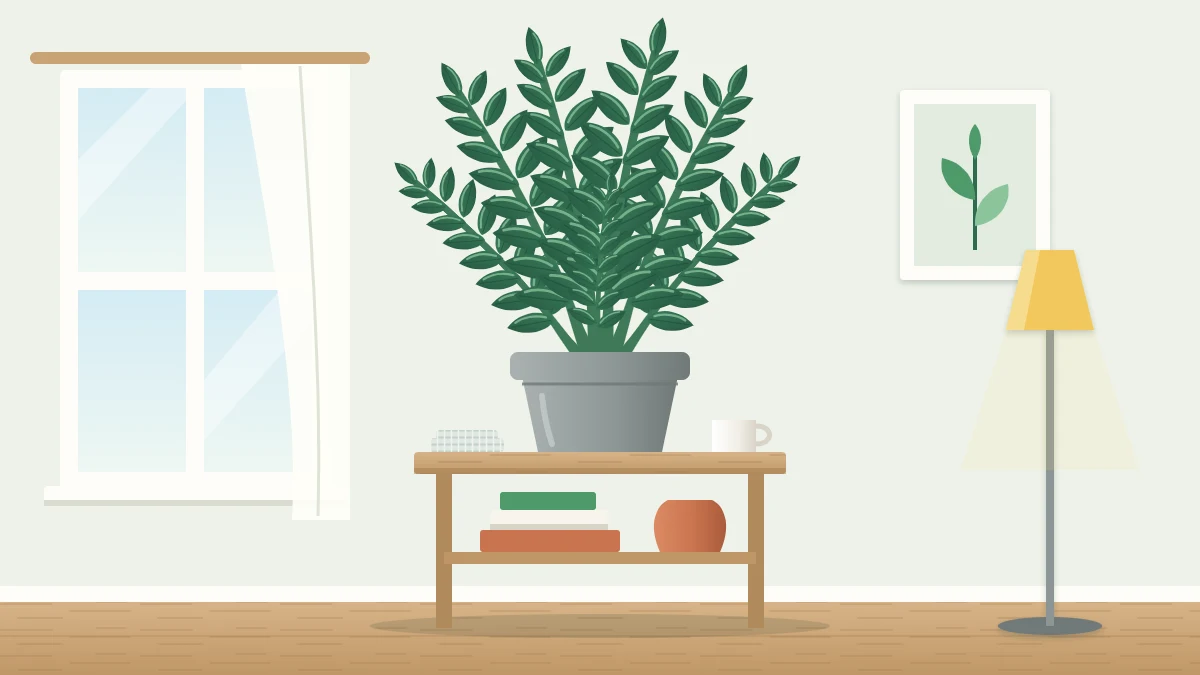 A ZZ plant with upright arching stems lined with glossy dark green oval leaflets in a matte gray pot on a side table